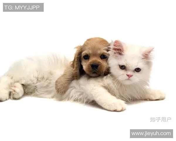 足球明星们的宠物选择揭秘：他们更爱狗还是猫的背后故事